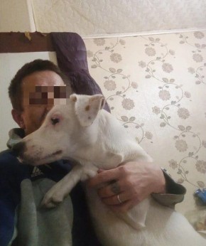 В Жигулевске мужчина зарезал собаку и сжег квартиру после слов жены о разводе