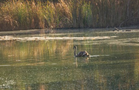 Лебединое озеро. : Елена Гольдебаева
