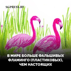 А вы знаете, что?... #сг_интересный_факт
