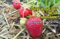 Как правильно обрезать клубнику: советы для овладения искусством садоводства