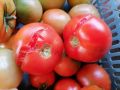 Почему помидоры трескаются и как избежать этой проблемы?