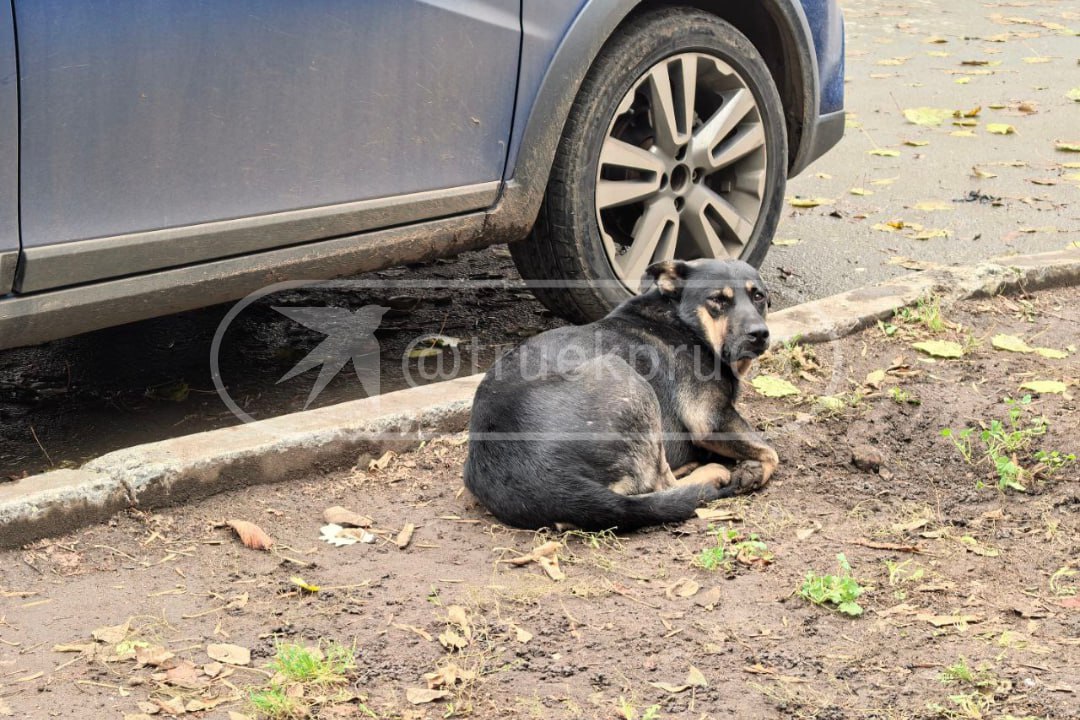 У дома известного на всю Самару дяди Вовы переполох! У дома известного на всю Самару дяди Вовы переполох!