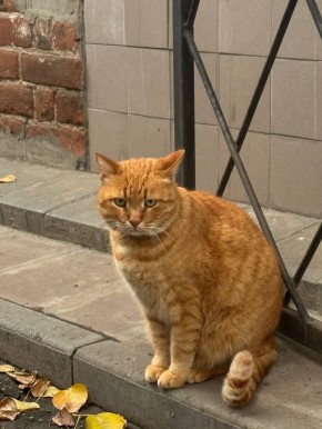 Рыжий котик грустит без ваших лайков