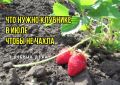 Как успокоить клубнику в знойный июль: три эффективных совета