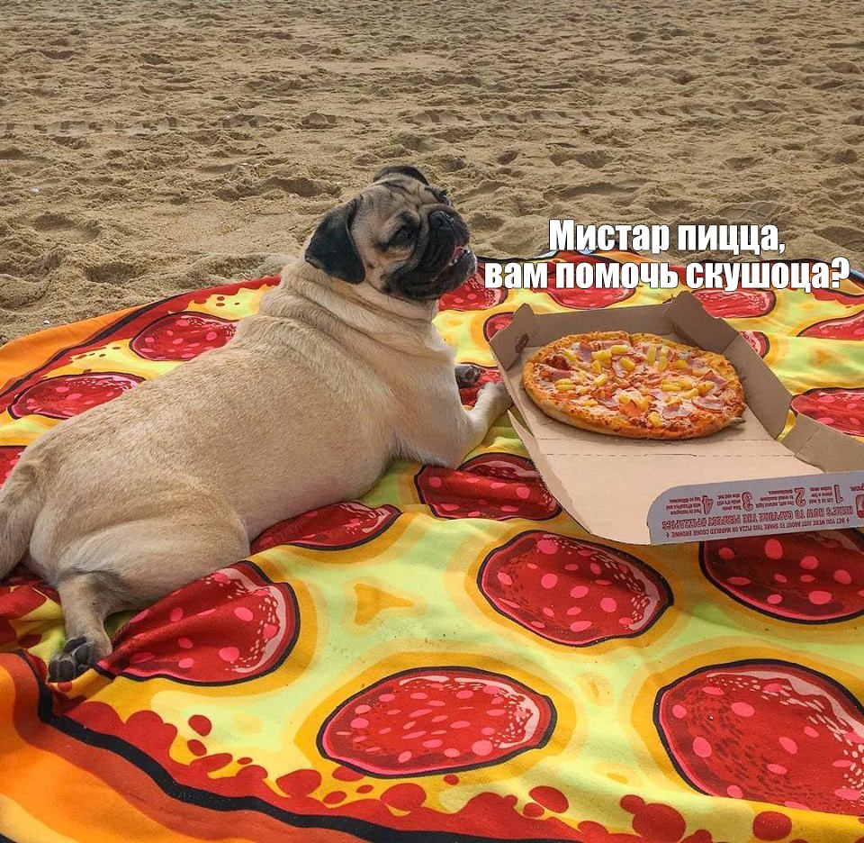 На набережных и площадях Самарской области запретили подкармливать животных