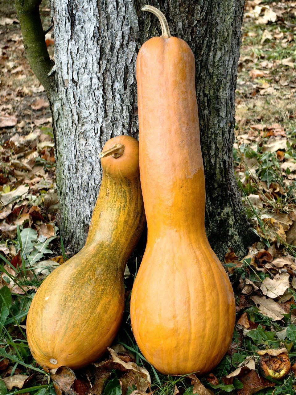 Осень и тыква – очевидная коллаборация