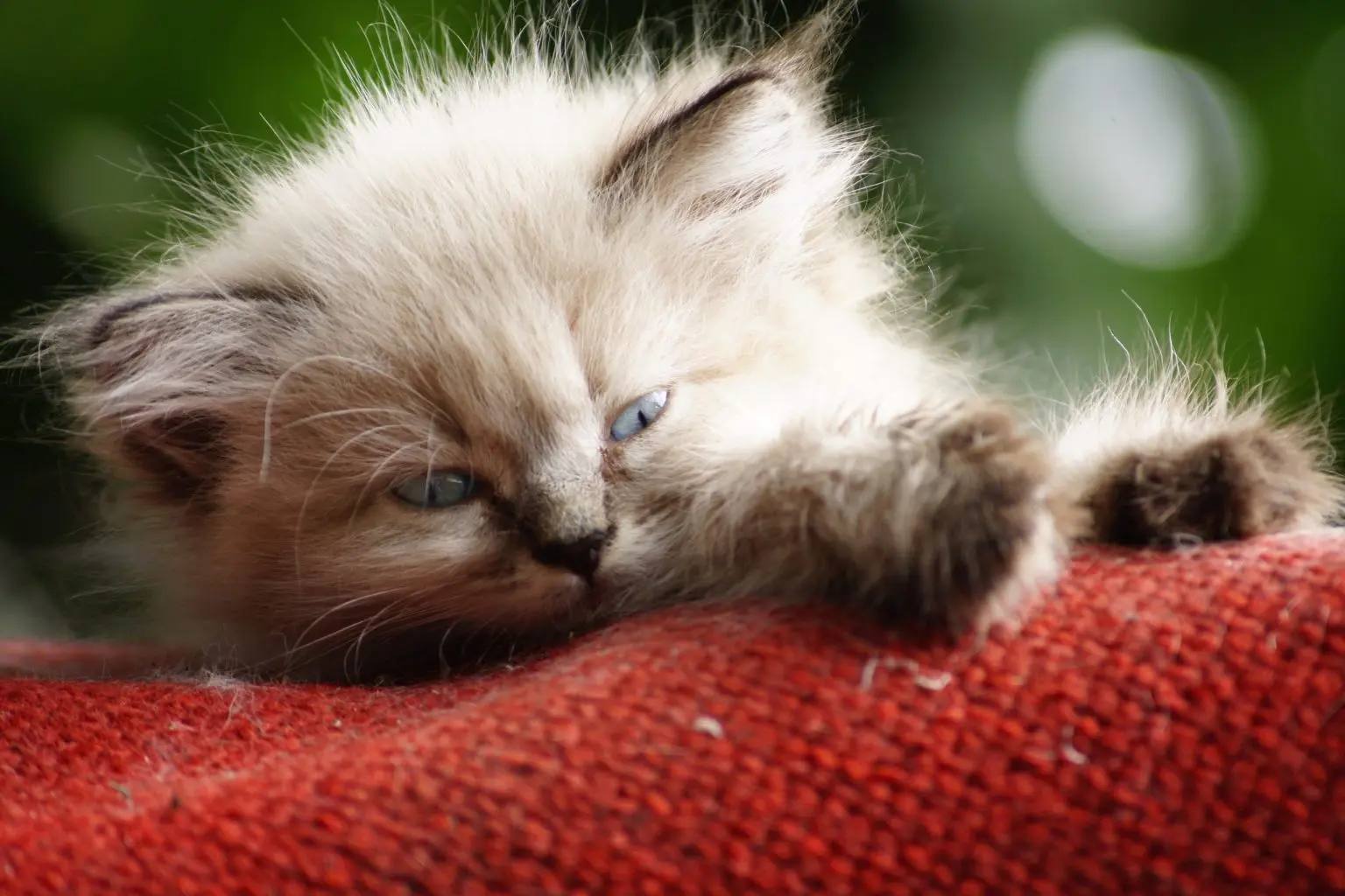 Самарцев обяжут регистрировать домашних животных