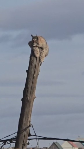 В Забайкалье жителям пришлось спасать рысь, которая залезла на столб