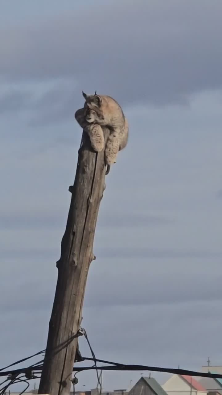 В Забайкалье жителям пришлось спасать рысь, которая залезла на столб
