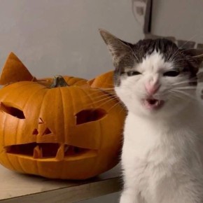 Доброе пятничное утро!. Прогноз сегодня отличный! Ожидается переменная облачность, обойдется без существенных осадков, утром (уже традиционно) местами туман