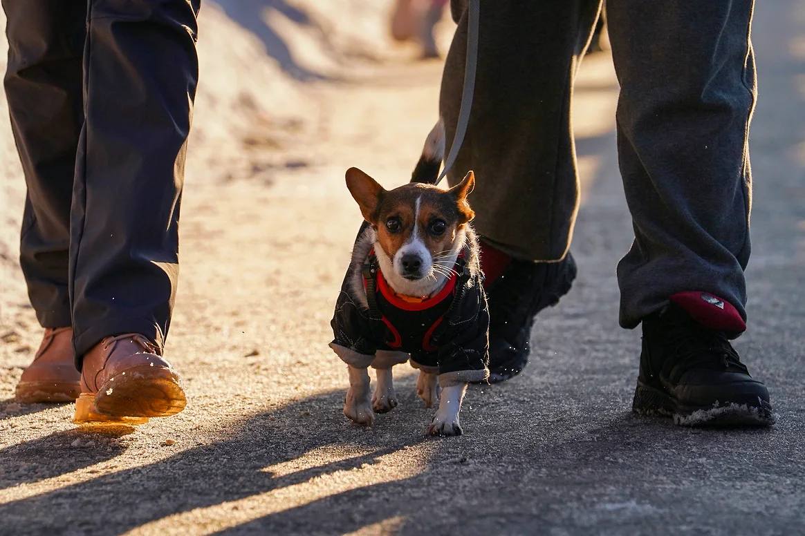 Депутаты одобрили закон о регистрации домашних животных в Самарской области