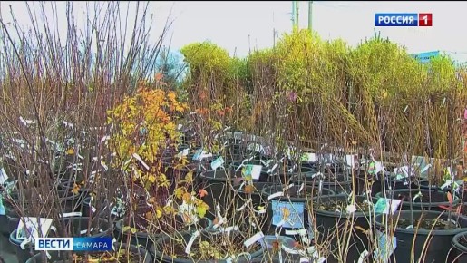 Садовый эксперт Вера Глухова рассказала о том, как грамотно подготовить растения к холодам