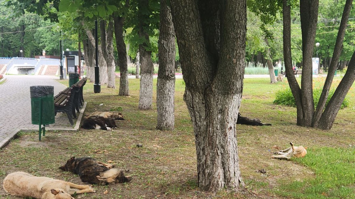В Самарской области хотят оштрафовать за кормление бездомных животных