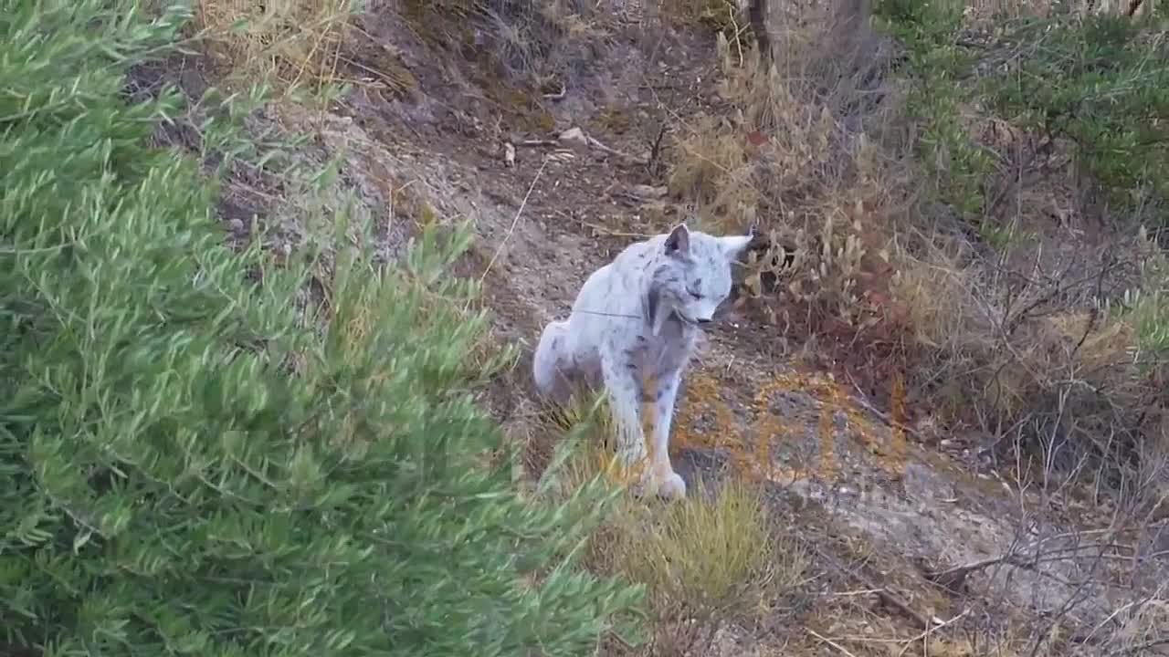 В Испании удалось снять редчайшую кошку на планете – белую пиренейскую рысь