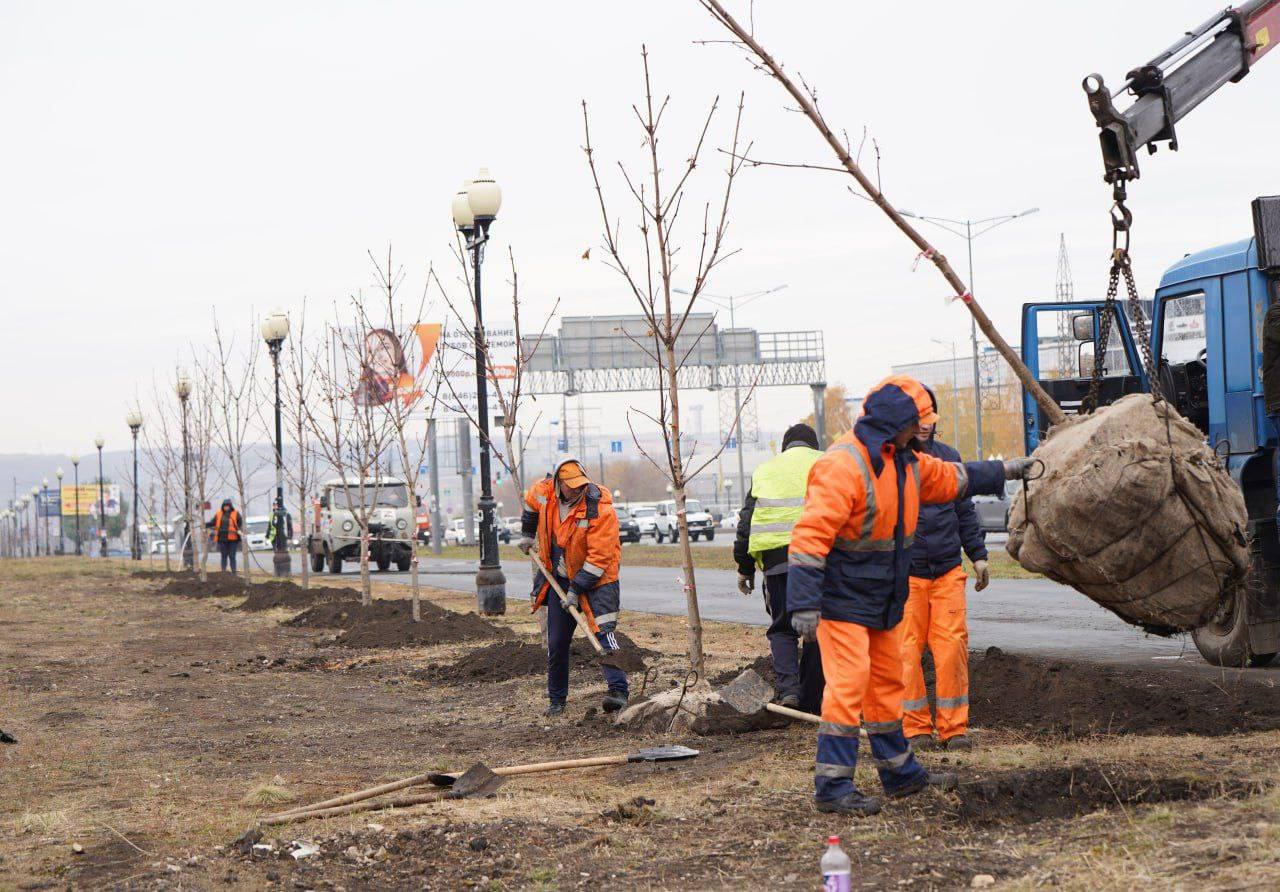 Более 100 каштанов высадили вдоль Московского шоссе и улицы Ново-Садовой этой осенью