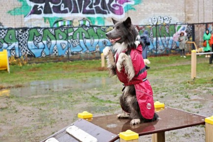 Наш фотограф заглянул на площадку для собак на 5-й просеке, 6б