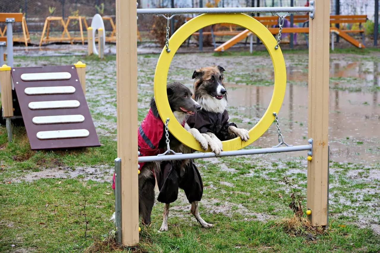 Наш фотограф заглянул на площадку для собак на 5-й просеке, 6б Наш фотограф заглянул на площадку для собак на 5-й просеке, 6б