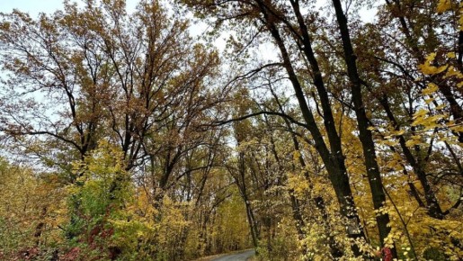 В самарских лесах появились удобные указатели маршрута