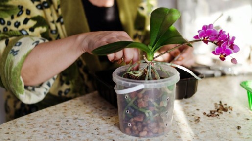 Не вздумайте ставить эти цветы рядом с орхидеей: проблем не оберетесь