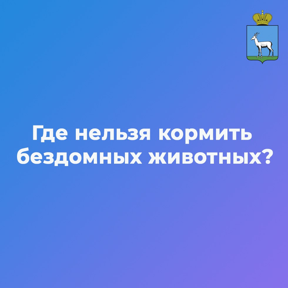 В Самарской области обновился перечень мест, где запрещено кормить бездомных животных