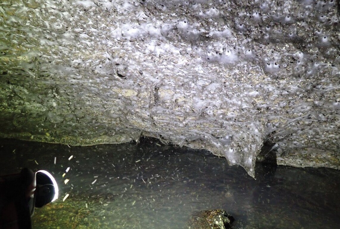 Крупнейшую в мире паутину нашли в пещере на границе Албании и Греции Крупнейшую в мире паутину нашли в пещере на границе Албании и Греции