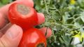 Как одном простым методом спасти урожай помидоров от вершинной гнили