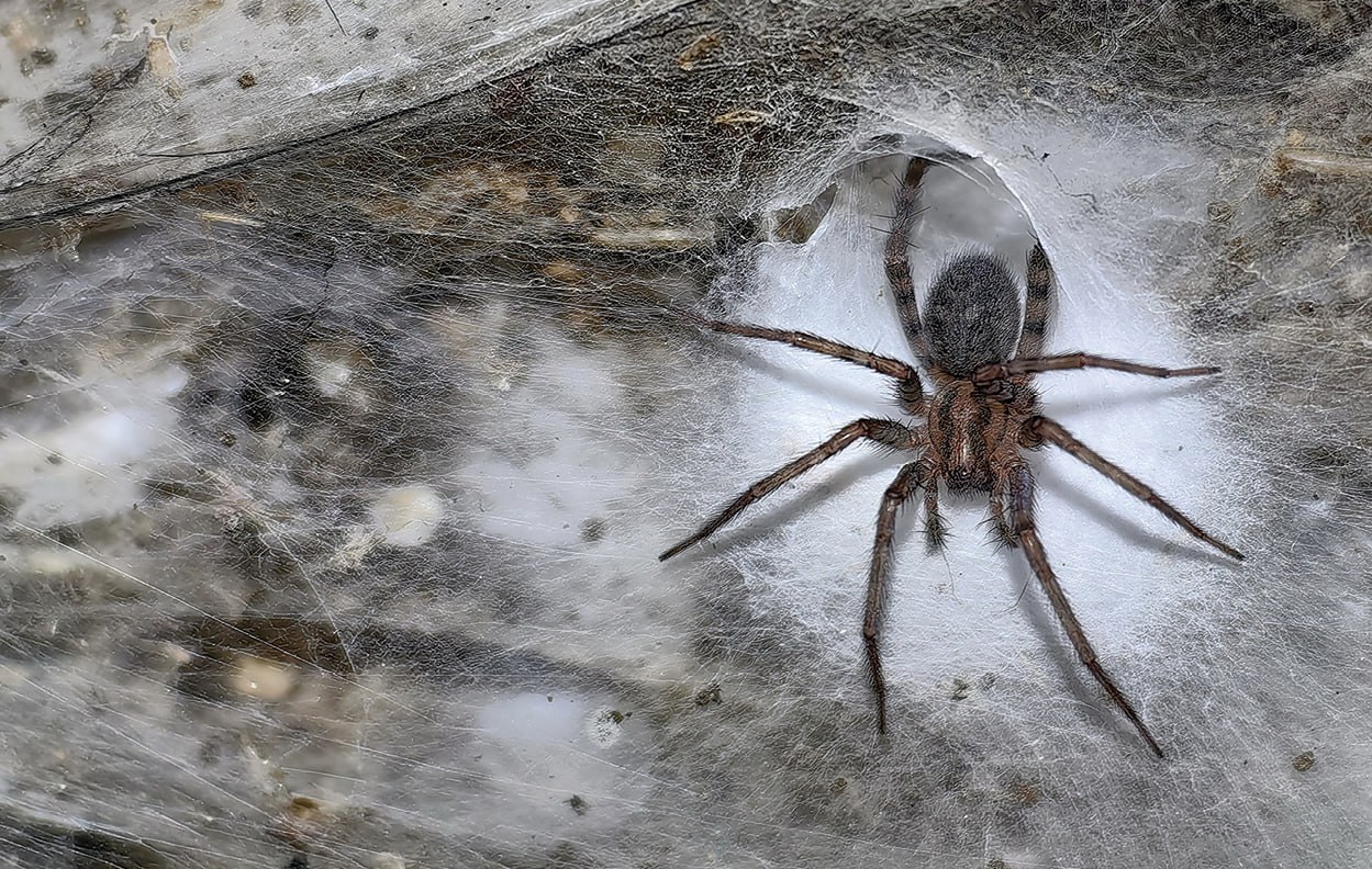 Крупнейшую в мире паутину нашли в пещере на границе Албании и Греции Крупнейшую в мире паутину нашли в пещере на границе Албании и Греции