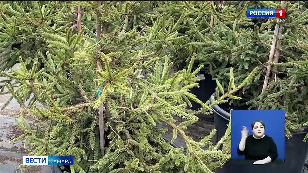 Садовый эксперт Вера Глухова напомнила о ключевых моментах подготовки сада к зиме