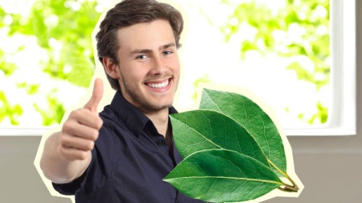 Не покупайте лавровый лист в магазине: его можно вырастить прямо на подоконнике