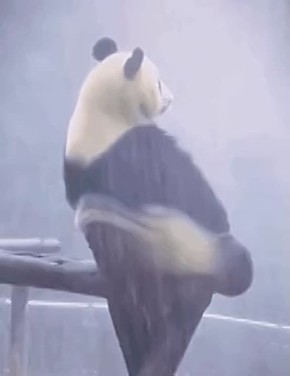 Доброе утро, друзья!. А вот и пятница! Настоящая! Но хорошей погодой она нас не балует - облачно, небольшой, местами умеренный дождь, ветер все так же 7-12 м/с