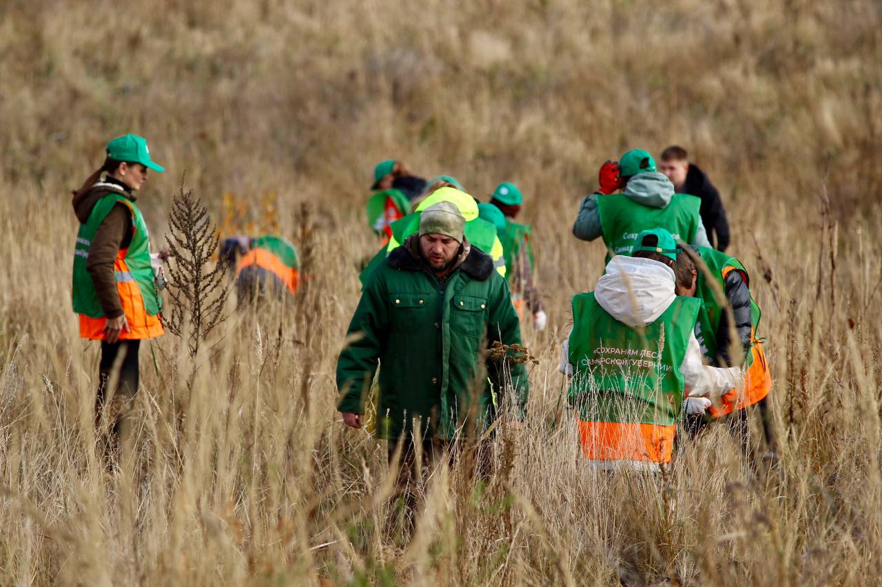 Итоги осенней акции «Сохраним лес» в Самарской области: Итоги осенней акции «Сохраним лес» в Самарской области: