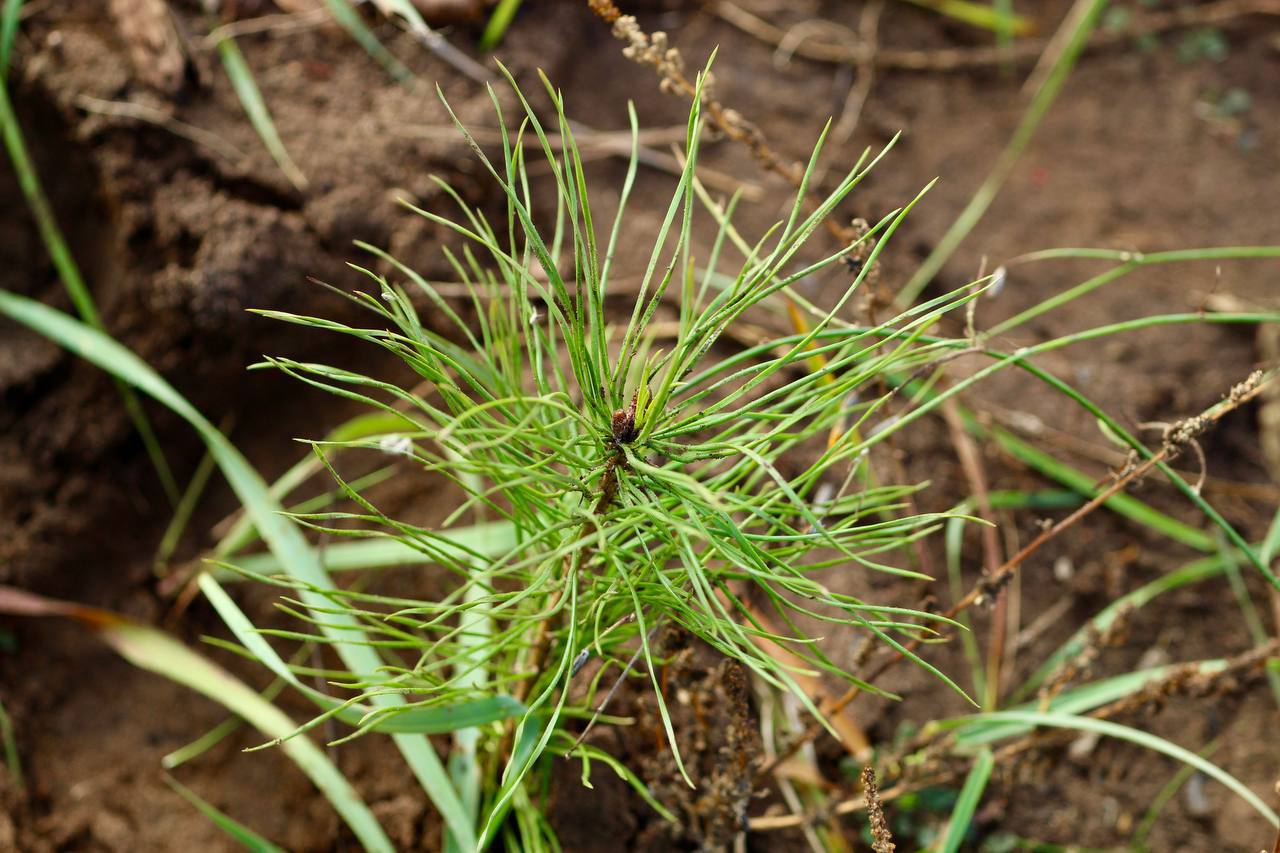 Итоги осенней акции «Сохраним лес» в Самарской области: Итоги осенней акции «Сохраним лес» в Самарской области: