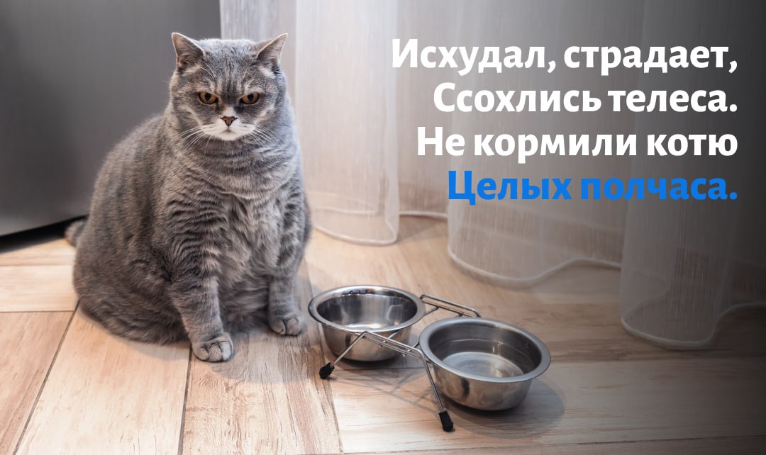 Всем кошатникам посвящается Всем кошатникам посвящается