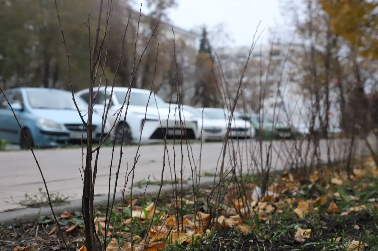 В Самаре завершается сезон озеленения улиц и общественных пространств В Самаре завершается сезон озеленения улиц и общественных пространств