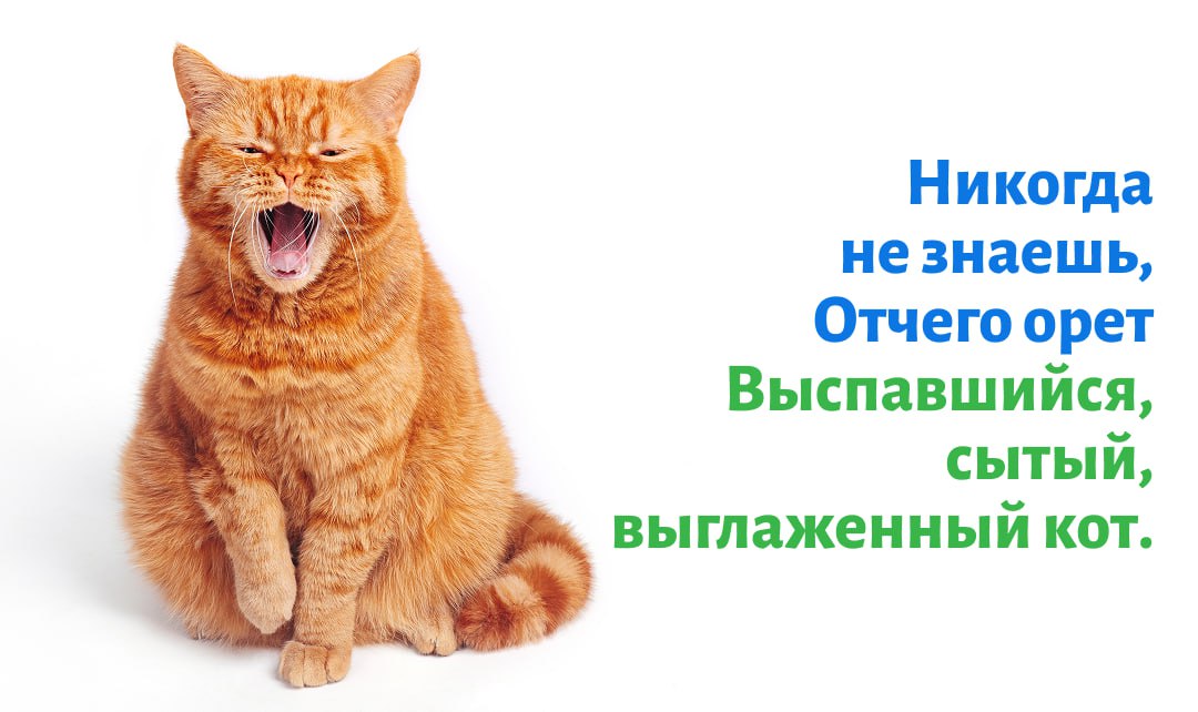 Всем кошатникам посвящается Всем кошатникам посвящается