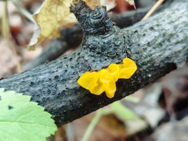 А что это за огонечки на деревьях в Жигулевских горах?