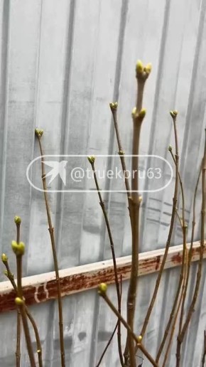 Ого! У сирени почки набухли в