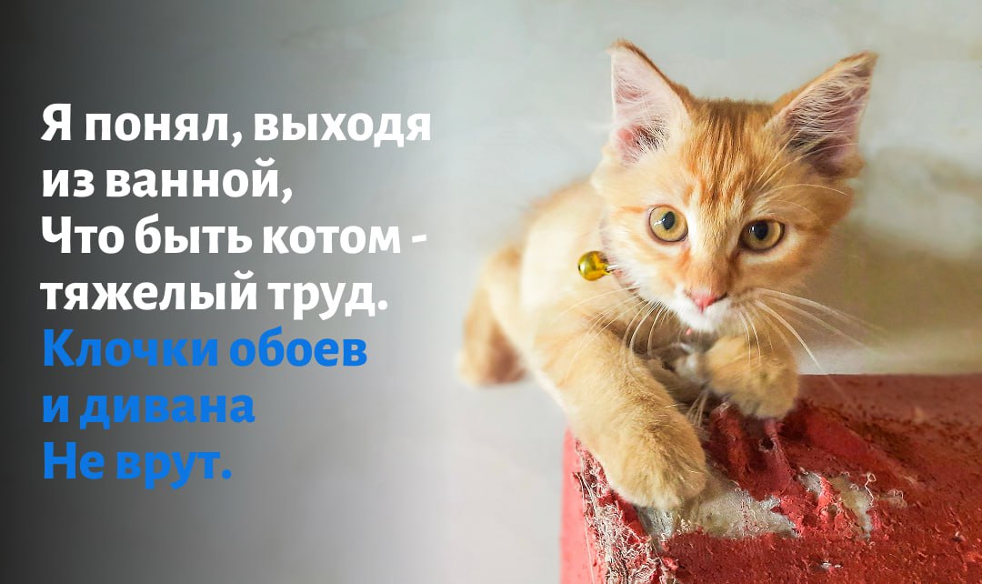 Всем кошатникам посвящается Всем кошатникам посвящается