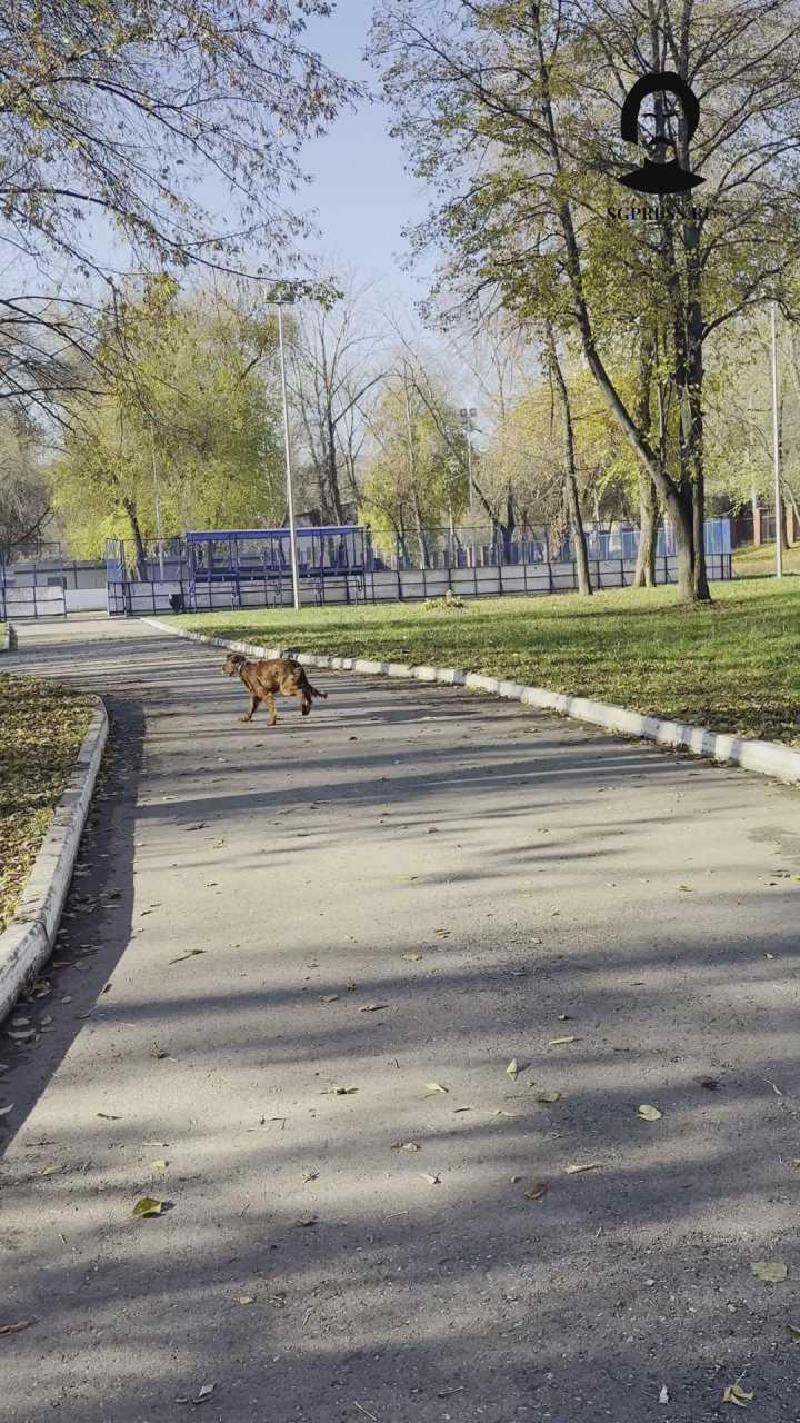Хвосты, лапы и хорошее настроение: утро в парке на Металлурге