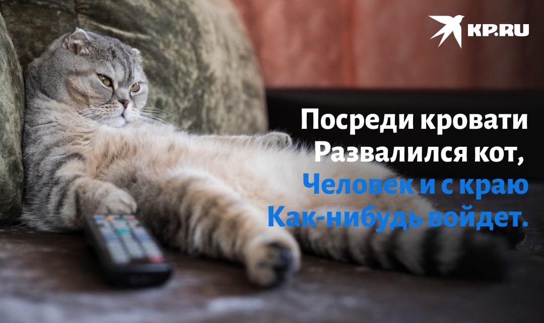 Всем кошатникам посвящается