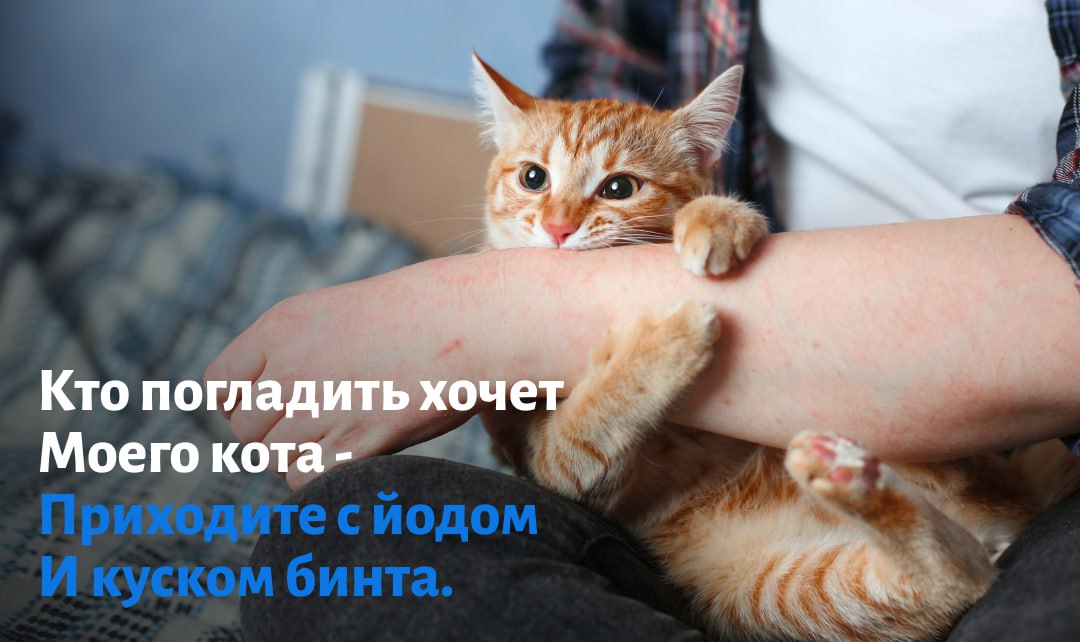 Всем кошатникам посвящается Всем кошатникам посвящается