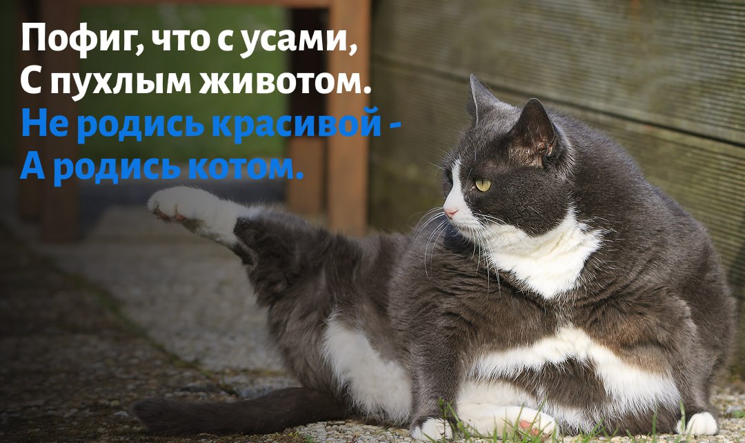 Всем кошатникам посвящается Всем кошатникам посвящается