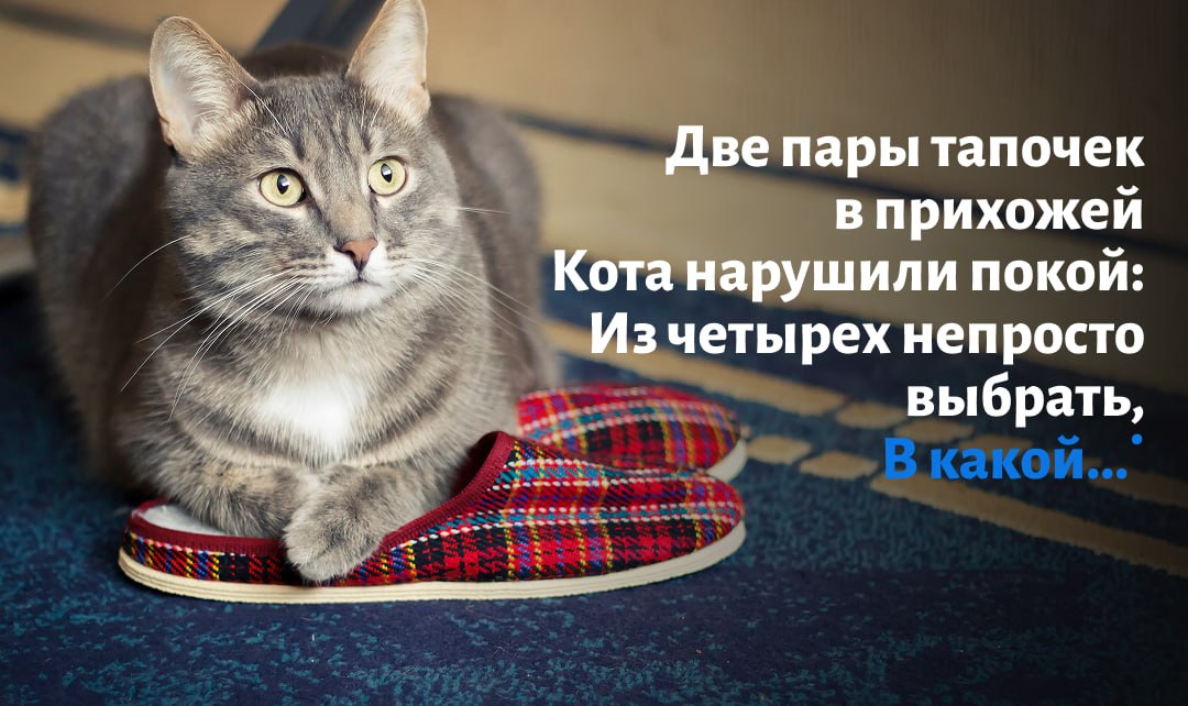 Всем кошатникам посвящается Всем кошатникам посвящается