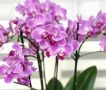 Секреты успешной рассадки орхидей