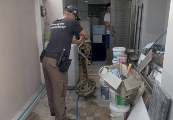 В Тайланде к мужчине в дом забрался 5-метровый питон