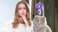 Эту ошибку летом совершают многие владельцы кошек: рискуете навредить питомцу