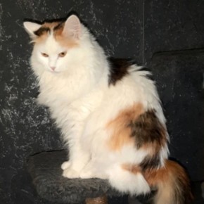 Отдала в «добрые руки», а потом пришла с полицией: спорная история о питомцах в Самаре