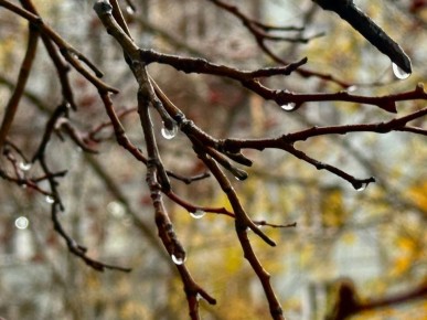 Доброе утро!. 12 ноября столбики термометров покажут +2...+6 °C Синоптики обещают облачную погоду, без осадков