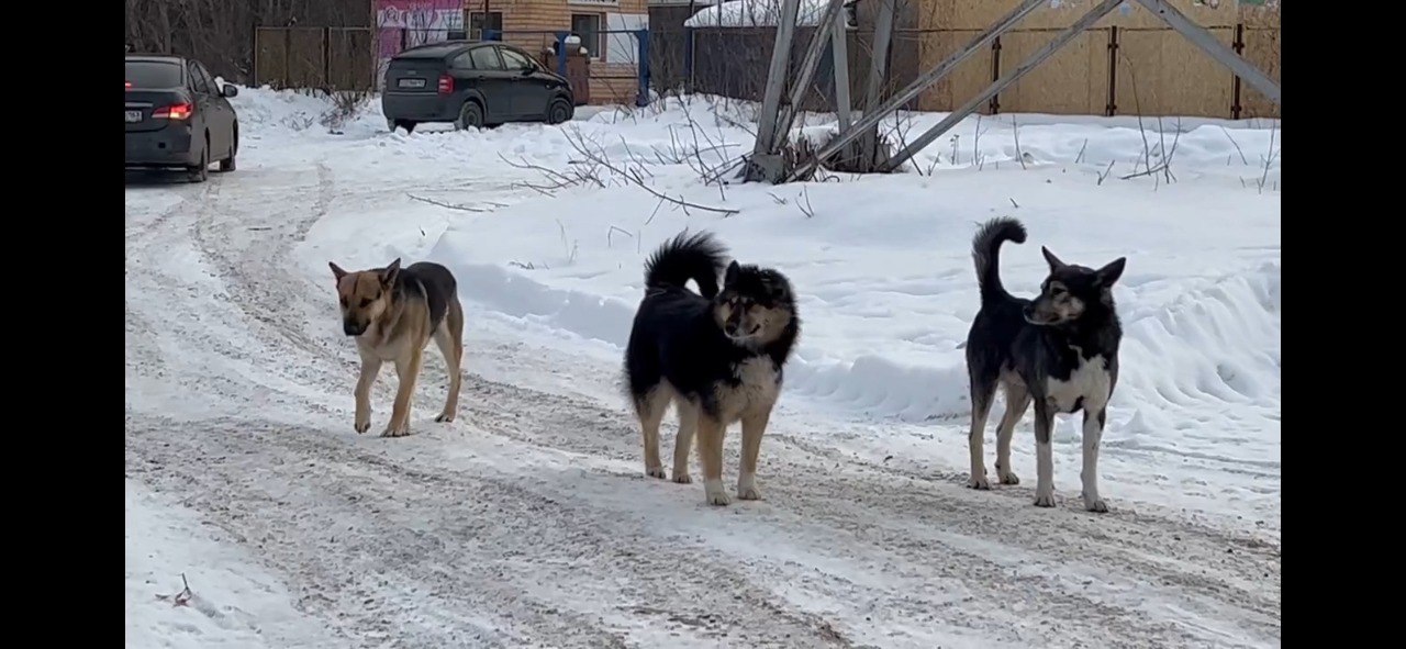 По информации департамента городского хозяйства администрации г.о. Тольятти, для розыска домашних животных, попавших в отлов и доставленных в пункт временного содержания, необходимо обратиться по телефонам: