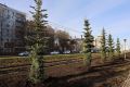 На ул. Ташкентской и в сквере Лосином высаживают деревья и кустарники